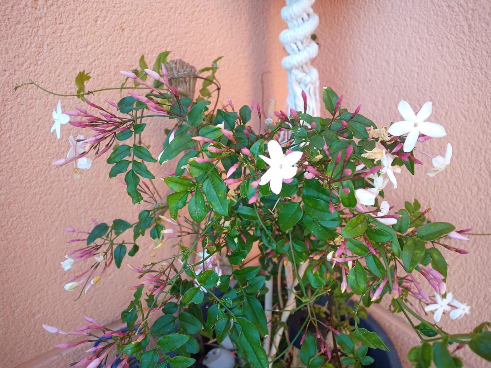 شقة Precioso Atico En La Sierra De Irta Alcossebre المظهر الخارجي الصورة